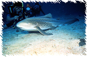 Phuket Dentist:Dr.Nid:Diving Instructor